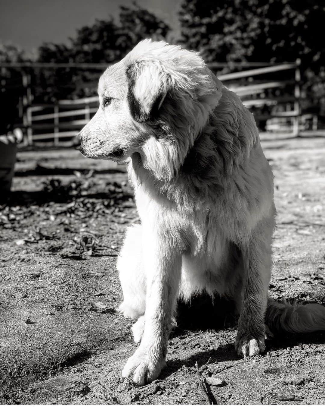 ケリスのインスタグラム：「My ranch pup Gravy #ranchlife #farmlife #kelis #farm #dogoftheday」