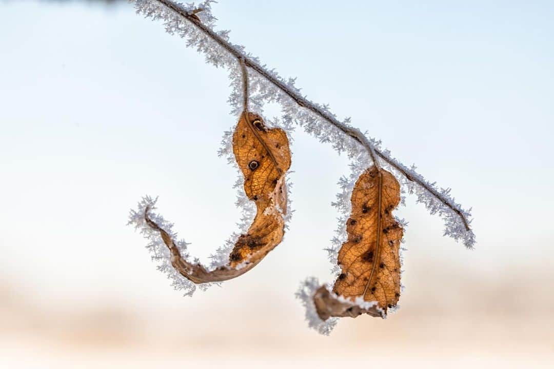 アンジー・ペインさんのインスタグラム写真 - (アンジー・ペインInstagram)「Winter, part II. • • • • • #macro #macrophotography #landscape #landscapephotography」12月18日 2時40分 - angelajpayne