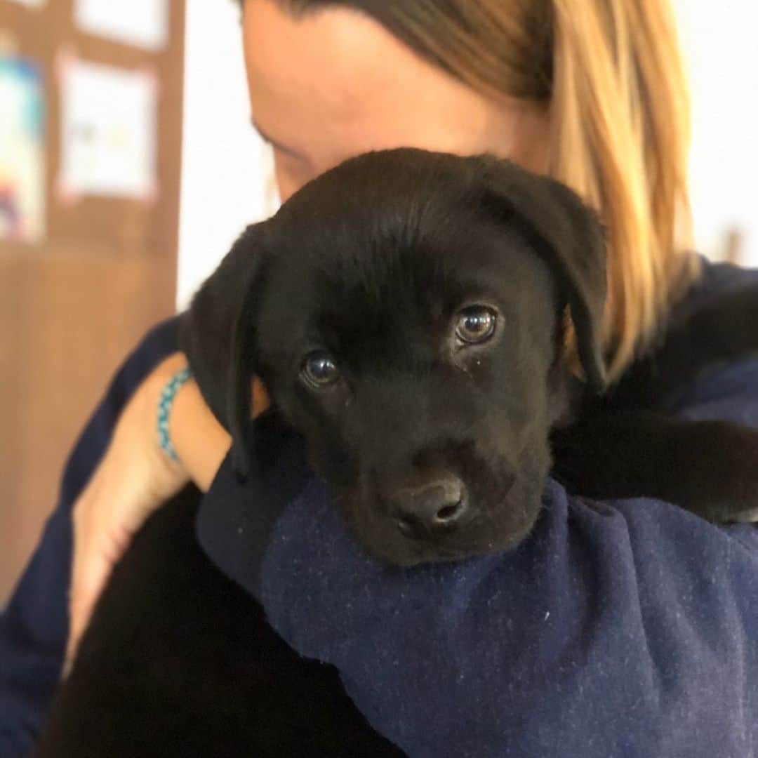 ニック・ハイドフェルドさんのインスタグラム写真 - (ニック・ハイドフェルドInstagram)「Newest family member. Everyone welcome Mogli. . . . . #puppy #welpe #labrador #baby #cute #dog #small」12月18日 3時08分 - nickheidfeld