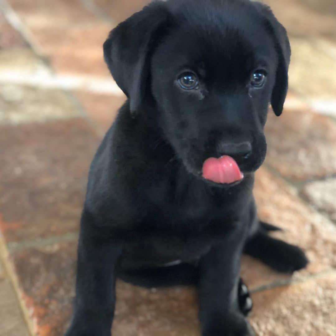 ニック・ハイドフェルドさんのインスタグラム写真 - (ニック・ハイドフェルドInstagram)「Newest family member. Everyone welcome Mogli. . . . . #puppy #welpe #labrador #baby #cute #dog #small」12月18日 3時08分 - nickheidfeld