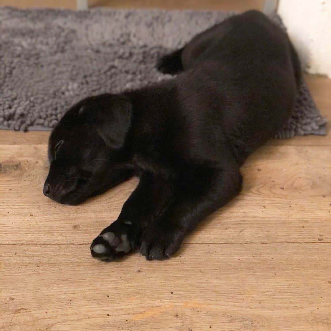 ニック・ハイドフェルドさんのインスタグラム写真 - (ニック・ハイドフェルドInstagram)「Newest family member. Everyone welcome Mogli. . . . . #puppy #welpe #labrador #baby #cute #dog #small」12月18日 3時08分 - nickheidfeld