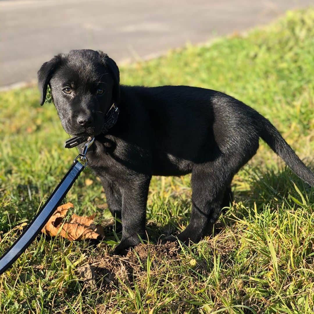 ニック・ハイドフェルドさんのインスタグラム写真 - (ニック・ハイドフェルドInstagram)「Newest family member. Everyone welcome Mogli. . . . . #puppy #welpe #labrador #baby #cute #dog #small」12月18日 3時08分 - nickheidfeld