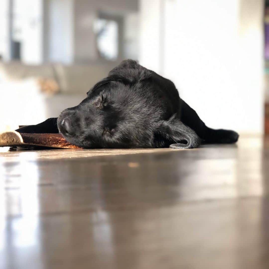 ニック・ハイドフェルドさんのインスタグラム写真 - (ニック・ハイドフェルドInstagram)「Newest family member. Everyone welcome Mogli. . . . . #puppy #welpe #labrador #baby #cute #dog #small」12月18日 3時08分 - nickheidfeld