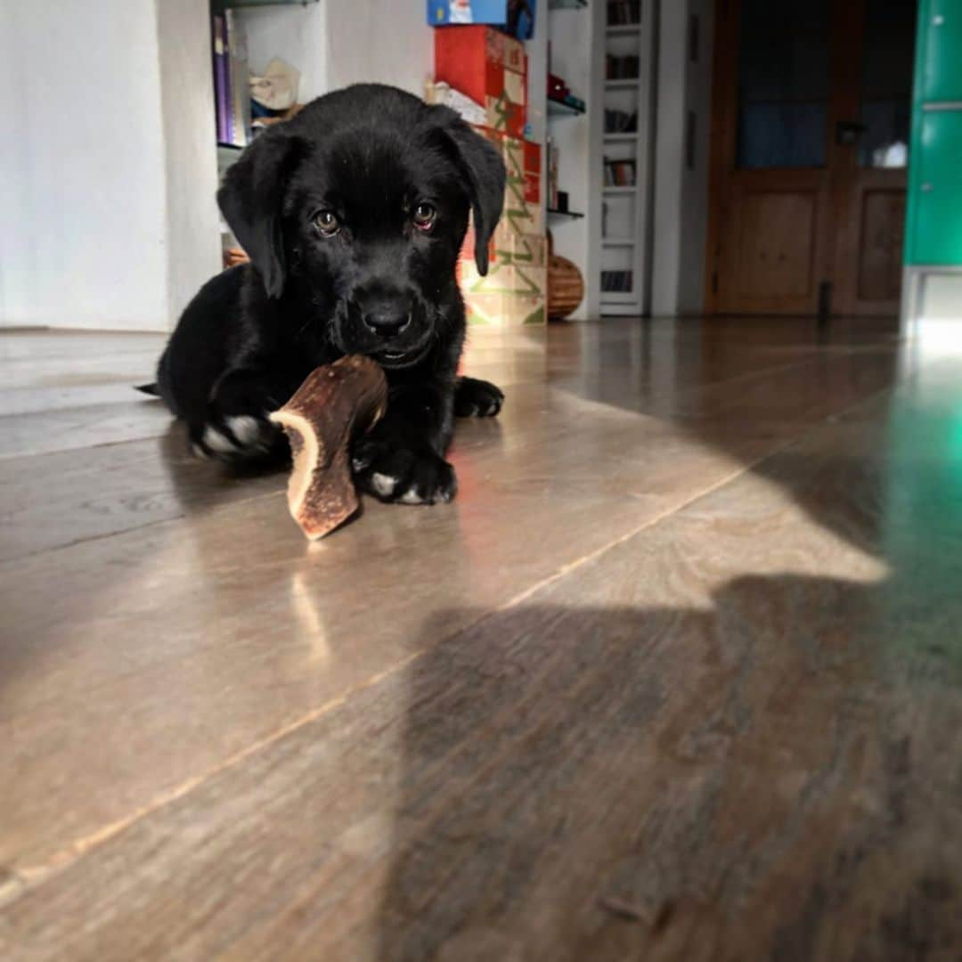 ニック・ハイドフェルドのインスタグラム：「Newest family member. Everyone welcome Mogli. . . . . #puppy #welpe #labrador #baby #cute #dog #small」