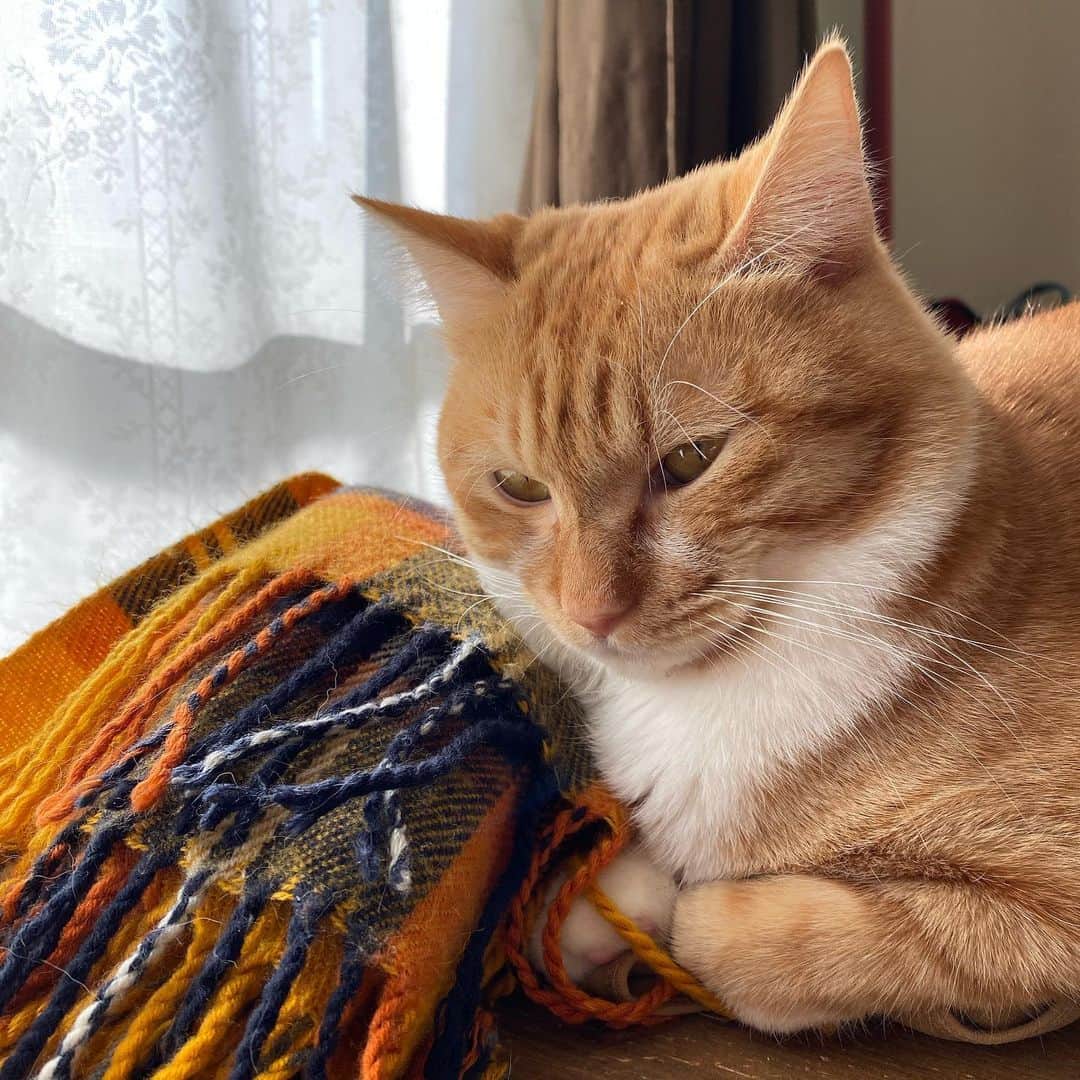 のインスタグラム：「マフラー横にうとうと  #kurohakuchai #tabby #orangetabby #cat #猫 #茶トラ男子部 #catstagram」