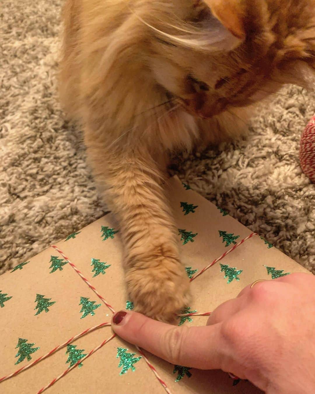 のインスタグラム：「Can you lend me a paw? 🎁  #catsofinstagram #catstagram #catsofinsta #catsofig」