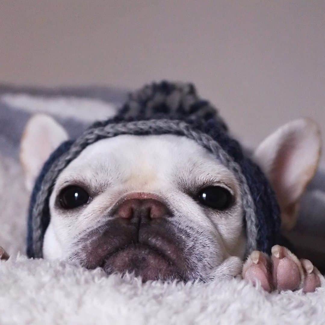 リンキーのインスタグラム：「It’s chilly today, dress warm ❄️🔥 ———TAG DOG LOVERS——- #frenchie #frenchies #frenchiesofinstagram #instafrenchie #dog #dogs #instadogs #dogsofinstagram #dogstagram #dogs_of_instagram #lovedogs #pup #instapup 📽 @adorablemulp」