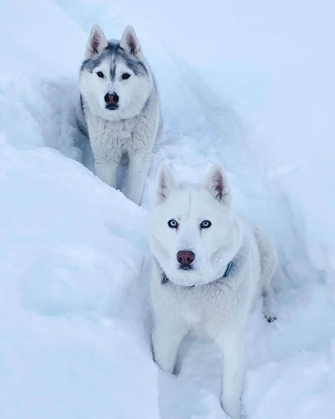 ケン・ブロックさんのインスタグラム写真 - (ケン・ブロックInstagram)「My huskies in the snow: sometimes majestic looking, sometimes contorted, always stoked. These two make our daily snow hikes a lot of fun. #powderfiends #YukitheDestroyer #BentleyChickenFingersBlock」12月18日 6時51分 - kblock43