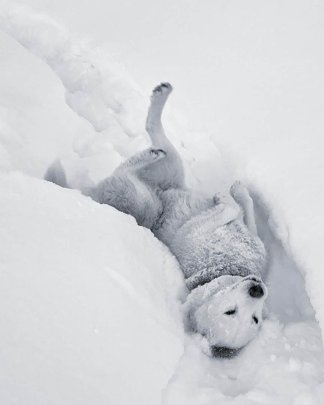ケン・ブロックさんのインスタグラム写真 - (ケン・ブロックInstagram)「My huskies in the snow: sometimes majestic looking, sometimes contorted, always stoked. These two make our daily snow hikes a lot of fun. #powderfiends #YukitheDestroyer #BentleyChickenFingersBlock」12月18日 6時51分 - kblock43