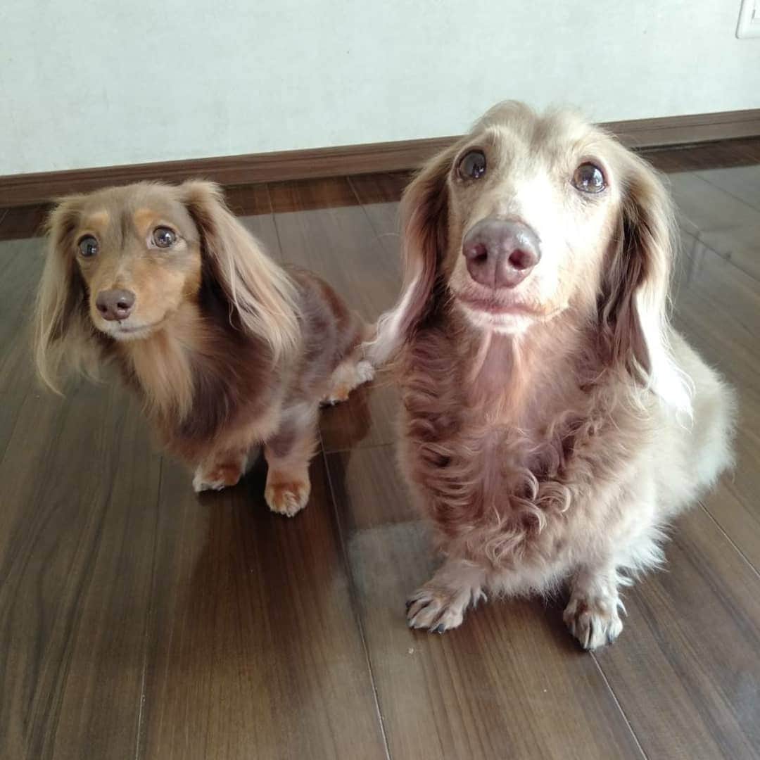 くるみんのインスタグラム：「* 14日、義父の納骨だったので また @pocket_hachioji 様に2ワンを預かっていただきました。  ②お姉ちゃんがトイレに行くのにも着いていくあずきちゃん(笑)  #ミニチュアダックスフンド #ミニチュアダックスフント #ミニチュアダックス #イザベラタン #イザベラ #カニンヘンダックスフント #カニンヘン #カニンヘンダックス #カニンヘンダックスフンドの日常 #カニンヘンダックスフンド #チョコタンダックス #チョコタン #ダックス多頭飼い #ダックスフント #ダックスフンドカニンヘン #ダックスフンド #ダックス #わんこなしでは生きていけません会 #いぬばか部 #いぬすたぐらむ #短足部 #dachshundgram #dachshund #dogstagram #instagramdog #instadachs #instadog #kyounodachs #todayswanko #7pets_1day」