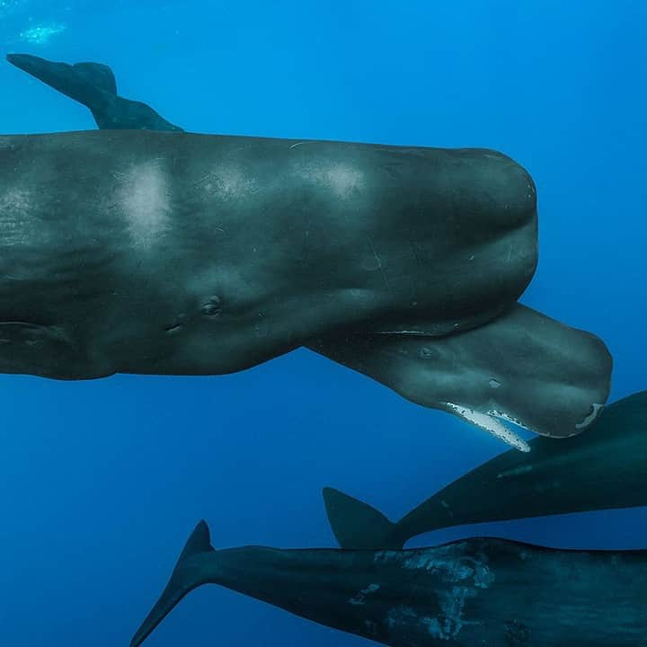 ナショナルジオグラフィックさんのインスタグラム写真 - (ナショナルジオグラフィックInstagram)「Photo by @brianskerry | A sperm whale calf, with mouth open, swims among her family in the waters of the eastern Caribbean Sea. With the largest brain of all animals on Earth, they are also our planet’s largest predator. Portrayed as monsters for centuries, these animals and their societies are far more complex than ever believed, according to recent research. To sperm whales, families are very important. They are led by older, wise females that make decisions for the family unit. In the time I've spent with these animals, I've been amazed at their tenderness to one another, and have observed what can only be described as joy when they socialize with each other. Coverage from my upcoming work with @Natgeo #spermwhales #whaleculture #caribbean #whales」12月18日 8時35分 - natgeo