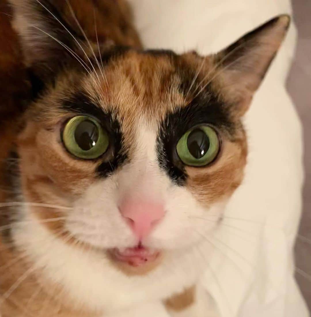 リリーのインスタグラム：「When Christmas is 8 days away and you still have to finish shopping 😳 . . . . . #lillycrazyeyes #calicocat #calico #christmas #christmascat #naughty #nice #nicelist #santa #instacat #instachristmas #holiday #eyebrows #shopping #presents #catsoﬁnstagram #holidayseason #holiday」