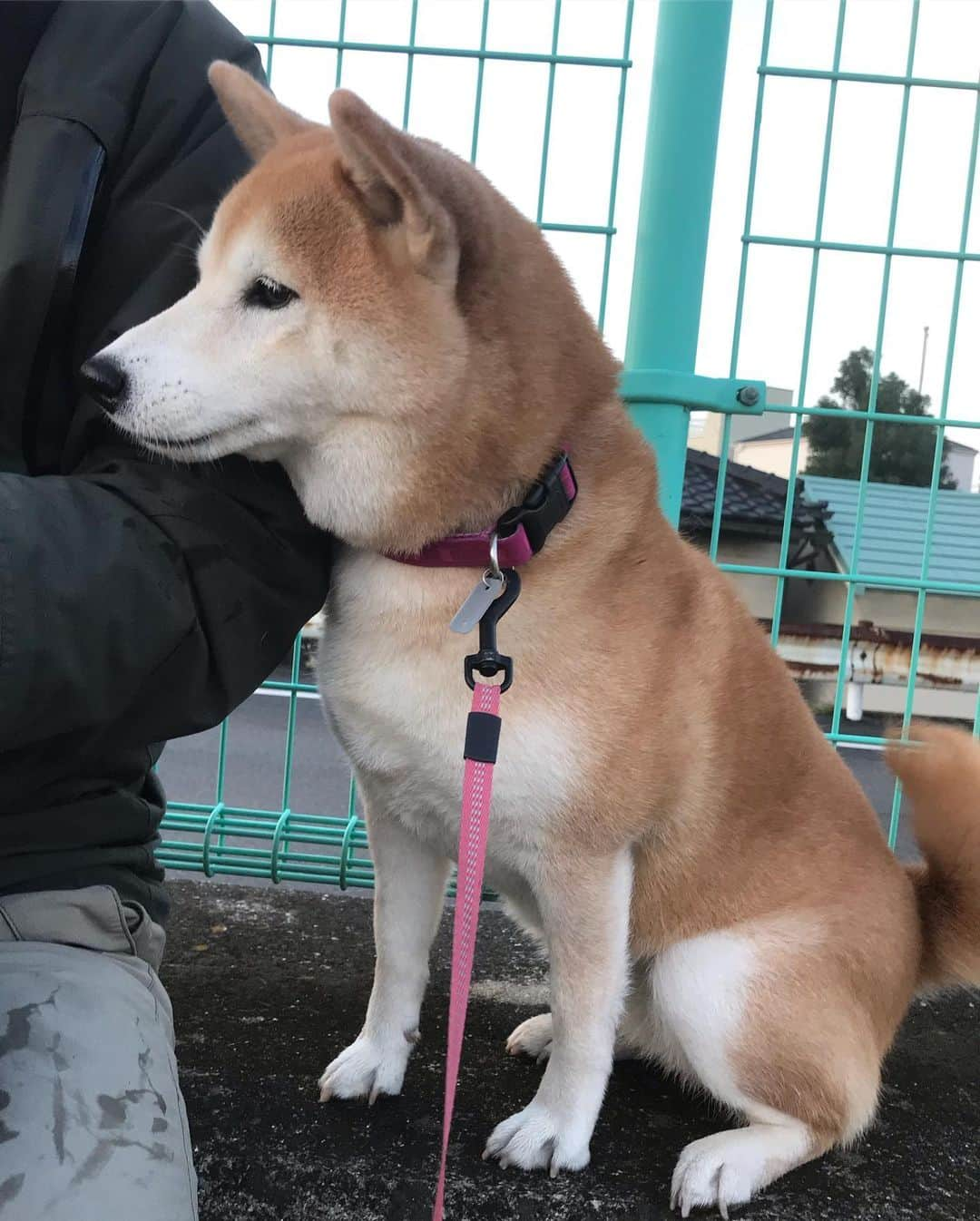 柴犬のモモさんのインスタグラム写真 - (柴犬のモモInstagram)「おはようございます。大好きなお友達ワンコのパパさんに会えました。今日も一所懸命おやつのおねだり #いぬ #イヌ #犬 #柴犬 #赤柴 #日本犬 #犬バカ部 #ふわもこ部 #いぬら部 #癒しわんこ #柴犬マニア #犬のいる暮らし #口角キュキュッと部 #shiba #shibainu #shibadog #dogstagram #dogsofinstagram #shibastagram #shibasofinstagram #shibamania #inu #instadog #toyota_dog」12月18日 8時38分 - shi_ba_i_nu_momo