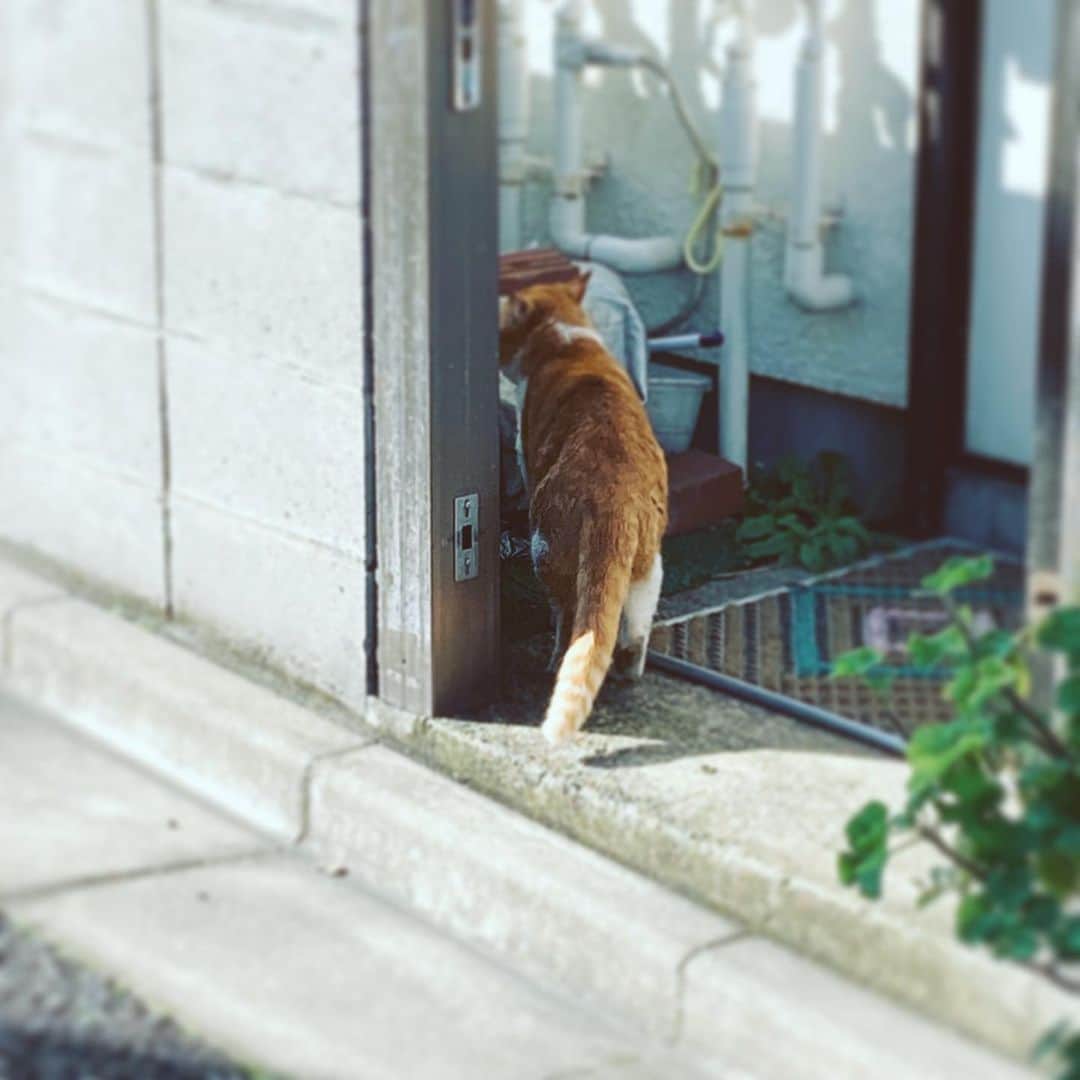 中野敬久さんのインスタグラム写真 - (中野敬久Instagram)「#cat #norahjones #chasing #mission #freedom #street」12月18日 8時52分 - hirohisanakano