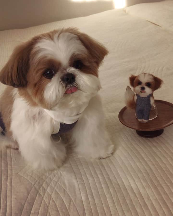 のインスタグラム：「♡🐶&🐶♡ * * はち&こはち 大好きなくぅちゃんのママのトモコさん(@tomo164 )からお誕生日プレゼントをいただきちょっぴり驚いているボクです。でも、なぜだかわからないけど、こはちといると親近感から落ち着く気がしてどんどん安心します。 トモコさん、毎年素敵な贈り物をありがとうございます🎁✨✨ * プレゼントをいただいたときに中に何が入っているのだろう...と、ドキドキわくわくします。そしてやっぱりすごく嬉しいのは贈り主のその気持ちです💖相手の喜ぶ顔や幸せを願って、考え選び贈ってくださったプレゼントだから受け取った瞬間にとびきり笑顔になれます✨ トモコさんのおかげでわが家はとてもとてもハッピーです✨ * * #はち #HACHI #シーズー大好き部 #ペロンちょ部に入りたい #全日本舌しまいわすれ協会にも入りたい」