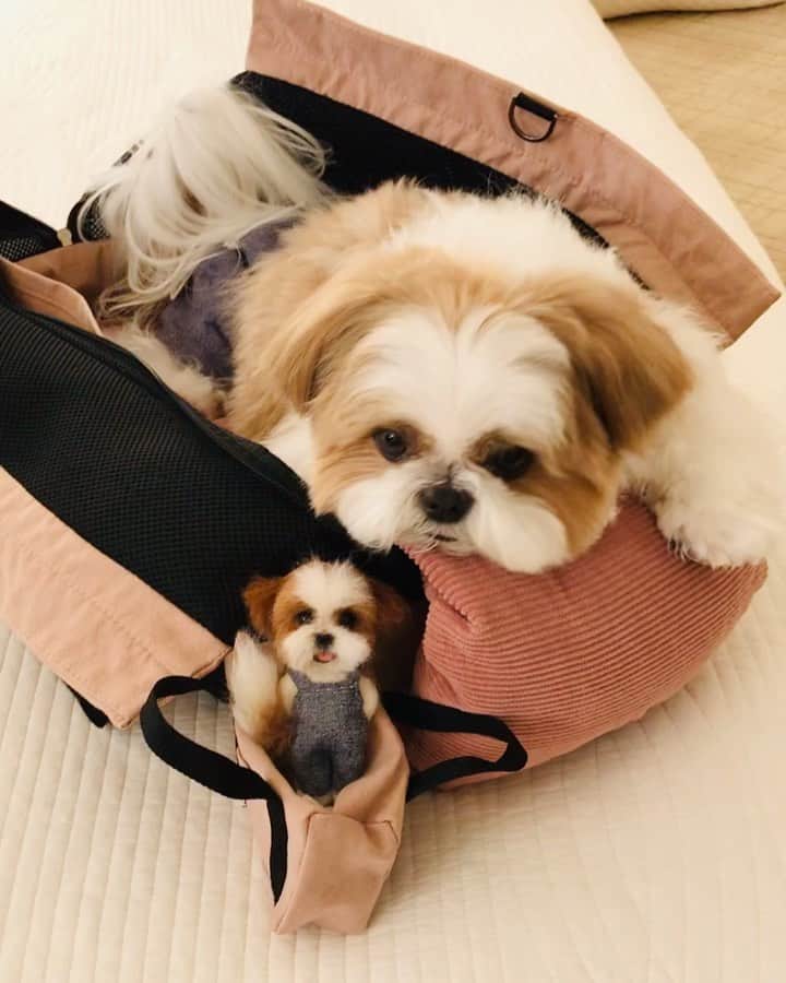 のインスタグラム：「🐶👜&🐶👜 * * どこに行くにもいっしょ ボクたち幸せを運びます♡♡ * * #はち #HACHI #シーズー大好き部」