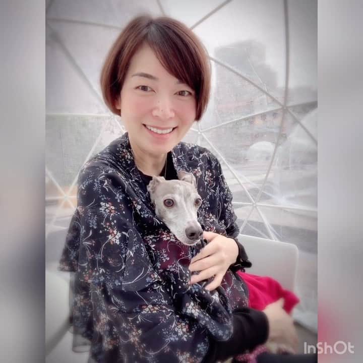のインスタグラム：「* ******** Today’s kangaroo.🦘 * カンガルーハウル君。 呼ばれて焦って出口間違えちゃう編。 アレ？って一瞬固まるところがなんとも可愛い😂 いくら細くてもそこからは無理よ〜🤣 * ******** #イタグレ#イタリアングレーハウンド#italiangreyhound#dogstagram#イタグレとの暮らし#iggysofinstagram#iggygram #iggylove#iggylife#犬のいる暮らし#イタグレ服#iggysoftheworld #iggysofinstagram #dogsofig #dogsofinstagram #プチプラコーデ #犬好きな人と繋がりたい#オシャレさんと繋がりたい#犬服ハンドメイド#リンクコーデ#おんせん県おおいた」