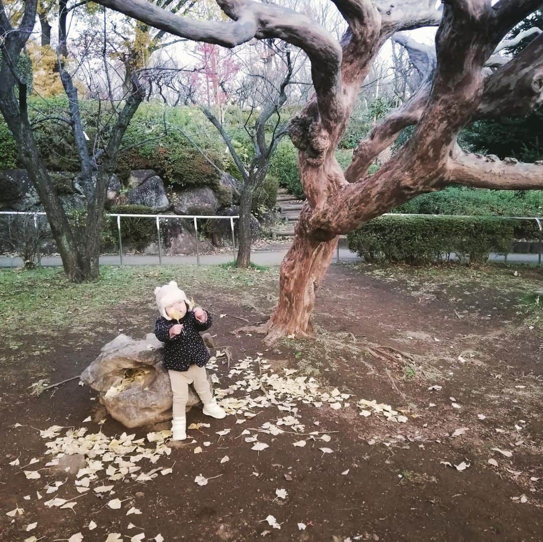 林大介さんのインスタグラム写真 - (林大介Instagram)「木と落ち葉やね」12月18日 10時08分 - daisukehayashinsta