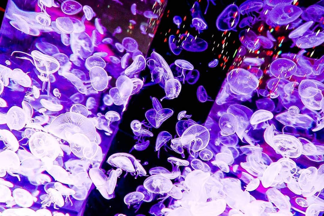 石関友梨さんのインスタグラム写真 - (石関友梨Instagram)「水族館内がXmasイルミ✨幻想的で浸りたい中、とにかく周りはカップルばっかりだった(｡•ㅅ•｡) #マクセルアクアパーク品川 #写真部 #Xmas限定 #海月 #癒し空間 #綺麗 #この日のごはんは豚カツ定食」12月18日 10時10分 - yurimorico