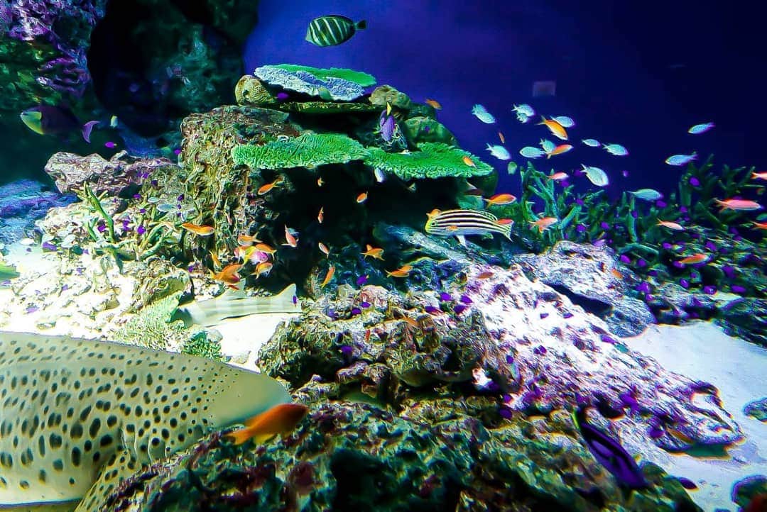 石関友梨さんのインスタグラム写真 - (石関友梨Instagram)「水族館内がXmasイルミ✨幻想的で浸りたい中、とにかく周りはカップルばっかりだった(｡•ㅅ•｡) #マクセルアクアパーク品川 #写真部 #Xmas限定 #海月 #癒し空間 #綺麗 #この日のごはんは豚カツ定食」12月18日 10時10分 - yurimorico