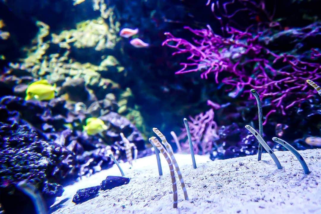 石関友梨さんのインスタグラム写真 - (石関友梨Instagram)「水族館内がXmasイルミ✨幻想的で浸りたい中、とにかく周りはカップルばっかりだった(｡•ㅅ•｡) #マクセルアクアパーク品川 #写真部 #Xmas限定 #海月 #癒し空間 #綺麗 #この日のごはんは豚カツ定食」12月18日 10時10分 - yurimorico