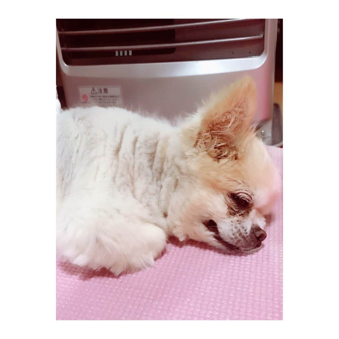 中村果生莉さんのインスタグラム写真 - (中村果生莉Instagram)「🐶 . . 飼い主と同じで寒いの大っ嫌いなマリン君😎 . . この時期になるとストーブの前にヨロヨロと寄っていって(おじいちゃんなので)目の前を陣取って気持ちよく寝てます😅 . . マリンそこどいてよー！  って言ってもこのように寝たふりをして無視をするという知恵もつけました🥺 . . 半目あいてるし若干横目で様子伺ってくるからバレバレなんだけどね。 . . ストーブつけてないと手はしっかり収納。 . . たまにブルドッグに間違えられる13歳のおじいちゃんチワワ、これからも頑張って生きていこう❤ . . #犬 #チワワ #マリン #ストーブ大好き」12月18日 10時32分 - kaori.nakamura_0226