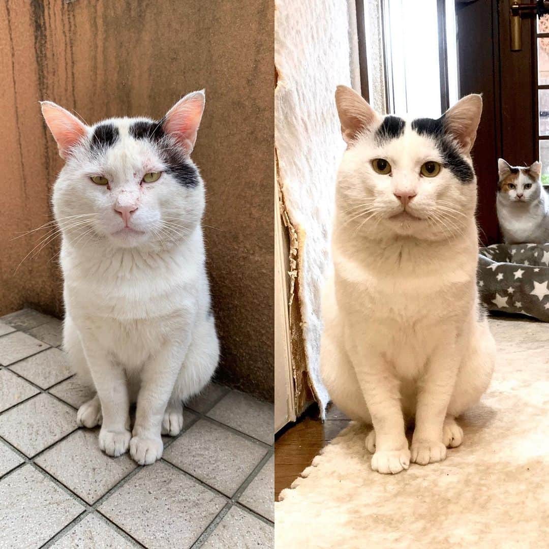Kachimo Yoshimatsuさんのインスタグラム写真 - (Kachimo YoshimatsuInstagram)「ナナクロ家に入って こんなに変わった。 顔の形、ほほ袋、ふぐふぐのサイズなどなど。 どんどんヨウカンさんに近付いてる気がしてならない。 別猫だね。 #うちの猫ら ＃猫 #ねこ #nanakuro #保護猫 #cat #ネコ #catstagram #ネコ部 http://kachimo.exblog.jp」12月18日 10時50分 - kachimo