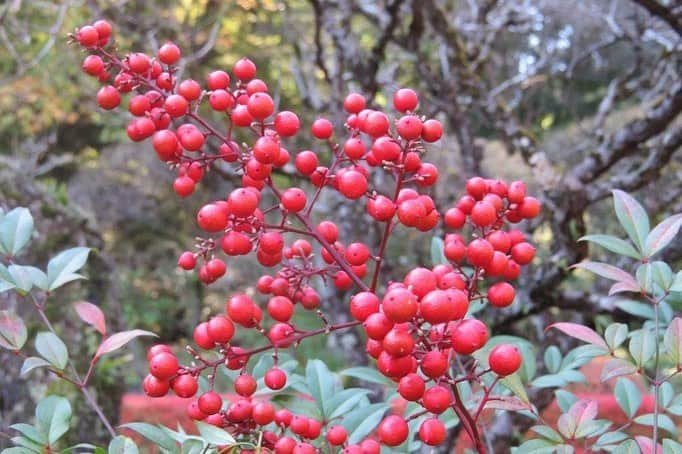 Soka Universityさんのインスタグラム写真 - (Soka UniversityInstagram)「Campus Seasonal Photos December ① 丹木の歳時記　師走① ⑴ 椿(ツバキ・Tsubaki) ⑵ 山茶花(サザンカ・Sazanka) ⑶ 石蕗(ツワブキ・Tsuwabuki) ⑷ 山茱萸(サンシュユ・Sanshuyu) ⑸ 南天(ナンテン・Nanten) ⑹ 紅葉葉楓(モミジバフウ・Momijibafu) ⑺ 楢茸(ナラタケ・Naratake) ⑻ 脳茸(ノウタケ・Noutake) ⑼ 森の番人？(モリノバンニン・Morinobannin) ⑽ コミスジ・Komisuji  #discoversoka #sodaigram #sokauniversity #hachioji #tokyo #japan #campus #university #nature #students #environment #beautiful #創価大学 #八王子 #東京 #キャンパス #大学 #自然 #学生 #環境」12月18日 10時57分 - sokauniversity