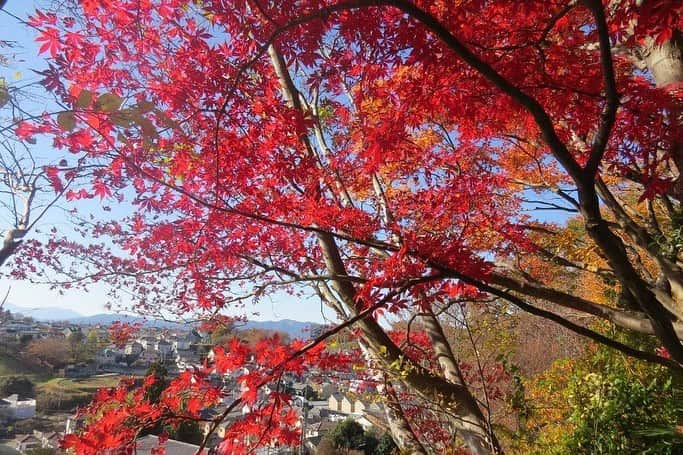 Soka Universityさんのインスタグラム写真 - (Soka UniversityInstagram)「Campus Seasonal Photos December ② 丹木の歳時記　師走② #discoversoka #sodaigram #sokauniversity #hachioji #tokyo #japan #campus #university #december #winter #environment #students #beautiful #創価大学 #八王子 #東京 #キャンパス #大学 #師走 #12月 #冬 #環境 #学生」12月18日 11時06分 - sokauniversity