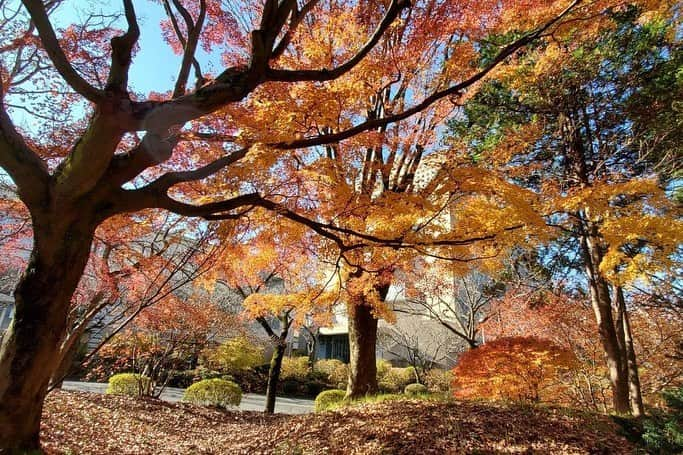 Soka Universityさんのインスタグラム写真 - (Soka UniversityInstagram)「Campus Seasonal Photos December ② 丹木の歳時記　師走② #discoversoka #sodaigram #sokauniversity #hachioji #tokyo #japan #campus #university #december #winter #environment #students #beautiful #創価大学 #八王子 #東京 #キャンパス #大学 #師走 #12月 #冬 #環境 #学生」12月18日 11時06分 - sokauniversity