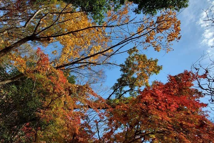 Soka Universityさんのインスタグラム写真 - (Soka UniversityInstagram)「Campus Seasonal Photos December ② 丹木の歳時記　師走② #discoversoka #sodaigram #sokauniversity #hachioji #tokyo #japan #campus #university #december #winter #environment #students #beautiful #創価大学 #八王子 #東京 #キャンパス #大学 #師走 #12月 #冬 #環境 #学生」12月18日 11時06分 - sokauniversity