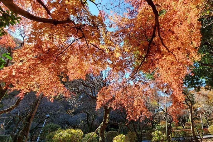 Soka Universityさんのインスタグラム写真 - (Soka UniversityInstagram)「Campus Seasonal Photos December ② 丹木の歳時記　師走② #discoversoka #sodaigram #sokauniversity #hachioji #tokyo #japan #campus #university #december #winter #environment #students #beautiful #創価大学 #八王子 #東京 #キャンパス #大学 #師走 #12月 #冬 #環境 #学生」12月18日 11時06分 - sokauniversity