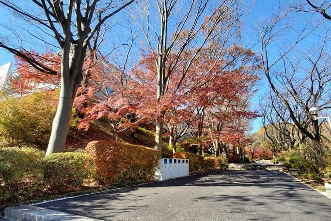 Soka Universityさんのインスタグラム写真 - (Soka UniversityInstagram)「Campus Seasonal Photos December ② 丹木の歳時記　師走② #discoversoka #sodaigram #sokauniversity #hachioji #tokyo #japan #campus #university #december #winter #environment #students #beautiful #創価大学 #八王子 #東京 #キャンパス #大学 #師走 #12月 #冬 #環境 #学生」12月18日 11時06分 - sokauniversity