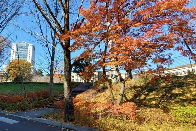 Soka Universityさんのインスタグラム写真 - (Soka UniversityInstagram)「Campus Seasonal Photos December ② 丹木の歳時記　師走② #discoversoka #sodaigram #sokauniversity #hachioji #tokyo #japan #campus #university #december #winter #environment #students #beautiful #創価大学 #八王子 #東京 #キャンパス #大学 #師走 #12月 #冬 #環境 #学生」12月18日 11時06分 - sokauniversity