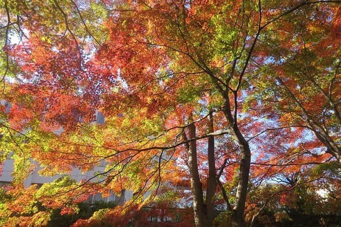 Soka Universityさんのインスタグラム写真 - (Soka UniversityInstagram)「Campus Seasonal Photos December ② 丹木の歳時記　師走② #discoversoka #sodaigram #sokauniversity #hachioji #tokyo #japan #campus #university #december #winter #environment #students #beautiful #創価大学 #八王子 #東京 #キャンパス #大学 #師走 #12月 #冬 #環境 #学生」12月18日 11時06分 - sokauniversity