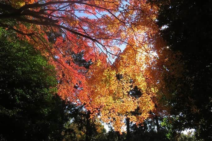 Soka Universityさんのインスタグラム写真 - (Soka UniversityInstagram)「Campus Seasonal Photos December ③ 丹木の歳時記　師走③ #discoversoka #sodaigram #sokauniversity #hachioji #tokyo #japan #campus #university #seasonal #december #winter #students #environment #beautiful #創価大学 #八王子 #東京 #キャンパス #大学 #四季 #師走 #12月 #冬 #学生 #環境」12月18日 11時13分 - sokauniversity