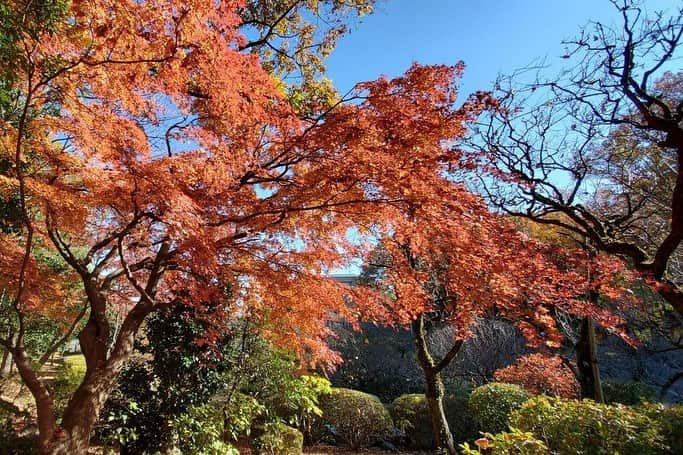 Soka Universityさんのインスタグラム写真 - (Soka UniversityInstagram)「Campus Seasonal Photos December ③ 丹木の歳時記　師走③ #discoversoka #sodaigram #sokauniversity #hachioji #tokyo #japan #campus #university #seasonal #december #winter #students #environment #beautiful #創価大学 #八王子 #東京 #キャンパス #大学 #四季 #師走 #12月 #冬 #学生 #環境」12月18日 11時13分 - sokauniversity