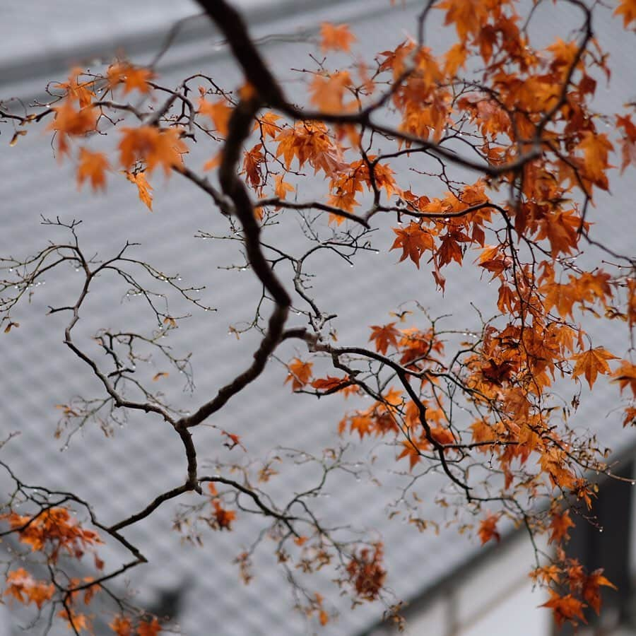 奈良 長谷寺 / nara hasederaさんのインスタグラム写真 - (奈良 長谷寺 / nara hasederaInstagram)「一枚、また一枚、無くなる事で見えてくる事はよくある。  We can see what I couldn't see because the leaves fell.  #長谷寺 #奈良長谷寺 #総本山長谷寺 #花の御寺 #奈良 #hasedera #hasederatemple #temple #japan #japanesetraditional #pilgrimage #nara #tourism #sightseeing #japanesetemple #西国 #西国三十三所 #霊場 #巡礼 #四寺巡礼 #長谷寺が好き」12月18日 11時15分 - hase_dera