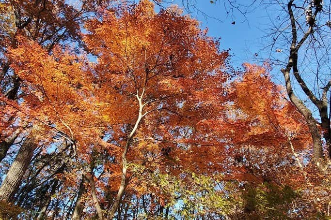 Soka Universityさんのインスタグラム写真 - (Soka UniversityInstagram)「Campus Seasonal Photos December ④ 丹木の歳時記　師走④ #discoversoka #sodaigram #sokauniversity #hachioji #tokyo #japan #campus #university #students #december #winter #nature #color #environment #beautiful #創価大学 #八王子 #東京 #キャンパス #大学 #学生 #師走 #12月 #冬 #自然 #色 #環境」12月18日 11時24分 - sokauniversity