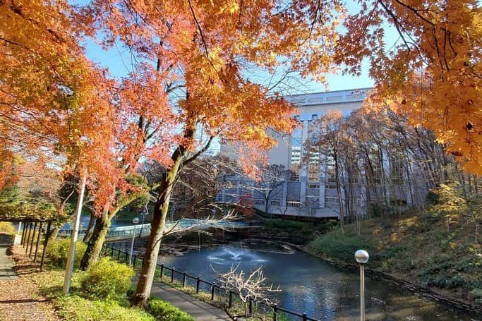 Soka Universityさんのインスタグラム写真 - (Soka UniversityInstagram)「Campus Seasonal Photos December ④ 丹木の歳時記　師走④ #discoversoka #sodaigram #sokauniversity #hachioji #tokyo #japan #campus #university #students #december #winter #nature #color #environment #beautiful #創価大学 #八王子 #東京 #キャンパス #大学 #学生 #師走 #12月 #冬 #自然 #色 #環境」12月18日 11時24分 - sokauniversity