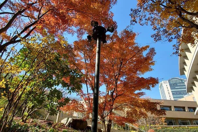 Soka Universityさんのインスタグラム写真 - (Soka UniversityInstagram)「Campus Seasonal Photos December ④ 丹木の歳時記　師走④ #discoversoka #sodaigram #sokauniversity #hachioji #tokyo #japan #campus #university #students #december #winter #nature #color #environment #beautiful #創価大学 #八王子 #東京 #キャンパス #大学 #学生 #師走 #12月 #冬 #自然 #色 #環境」12月18日 11時24分 - sokauniversity