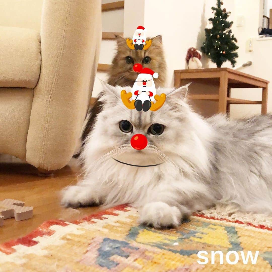 兄弟猫と私と夫の2トムのまいにちさんのインスタグラム写真 - (兄弟猫と私と夫の2トムのまいにちInstagram)「真っ赤なお鼻のトナカイさんが〜♫ snowのアプリでトナカイになれるよ  トナカイ2匹  ソリ車検中 袋クリーニング中 サンタは2人集まった  これからプレゼントを集めて 24日に備えるなの  #snowアプリ→クリスマス→猫スタンプ #snowcam #猫認識　#クリスマス」12月18日 12時01分 - maamiff