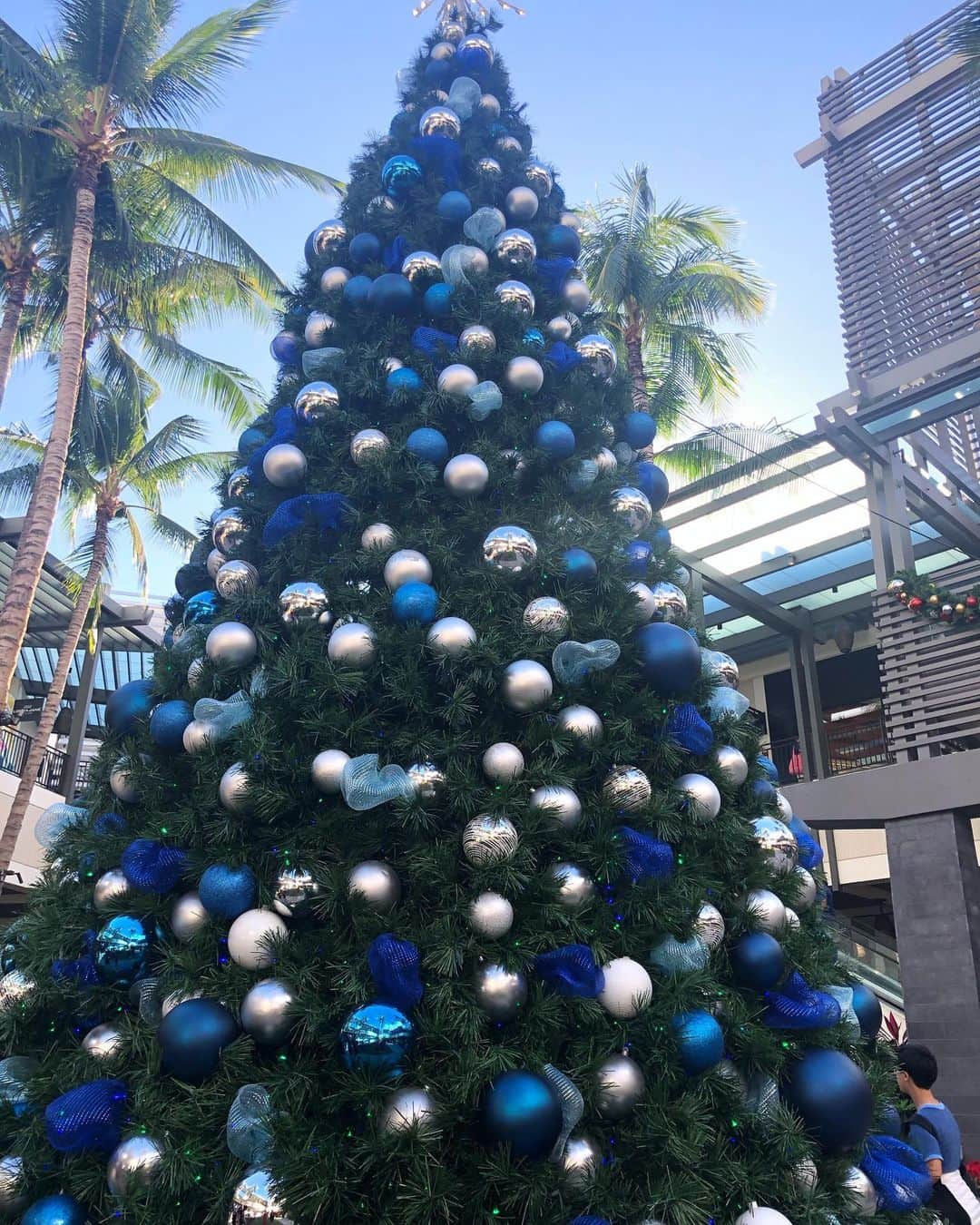 佐々木舞夕さんのインスタグラム写真 - (佐々木舞夕Instagram)「___🎄  HAWAIIで見つけたクリスマス🎅🎄 体感は夏だからすごく変な感じがした！笑  大きなツリー🎄 きらきらなツリー🎄 オーナメントがハワイっぽいツリー🎄 などなど 可愛くてたまらなかった〜🥺 来年は我が家もツリー🎄買おう🎅  #Hawaii #Xmas #christmastree  #tree #🎄 #🎅 #世界のクリスマス」12月18日 12時32分 - truffe_m_123