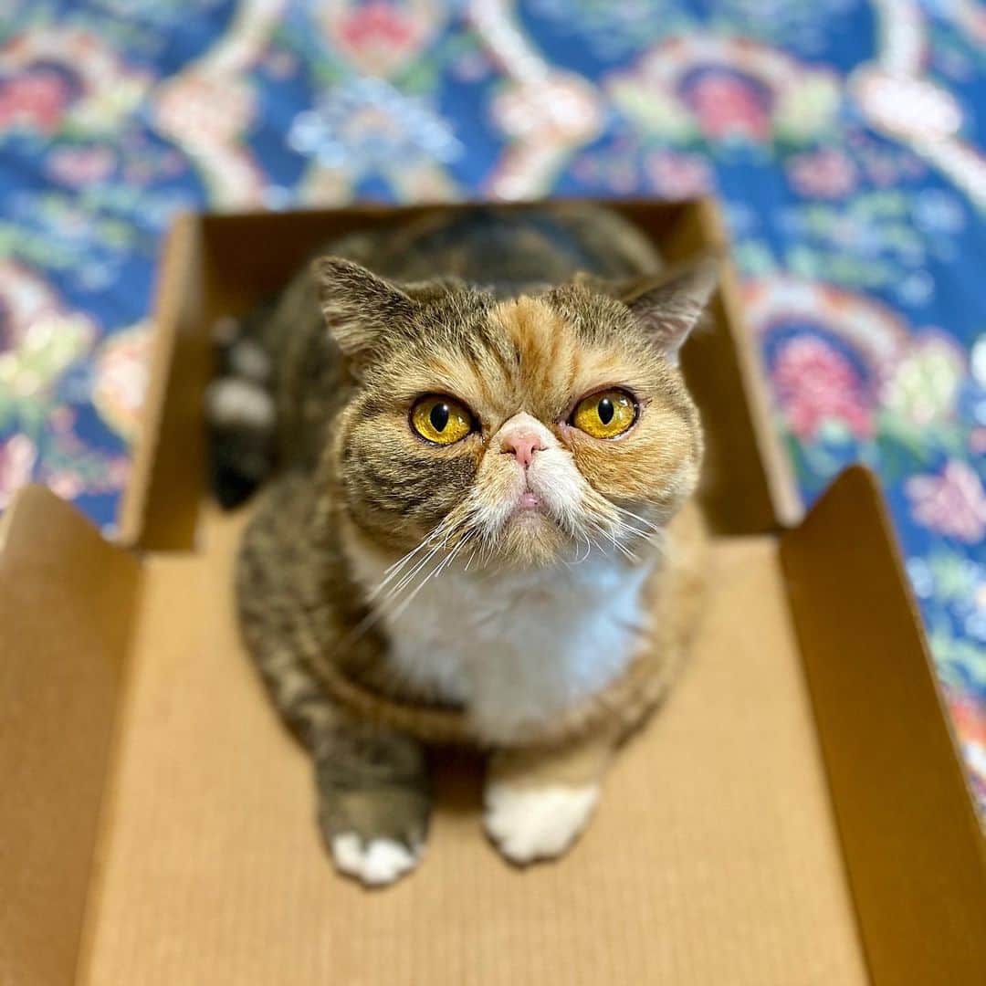 Tinaのインスタグラム：「I dare you to say no to this girl. 😹 #spoiled」