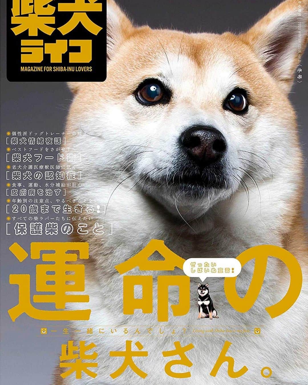 Moguのインスタグラム：「. 雑誌版『柴犬ライフ　冬号2020』の表紙に載せていただきましたなの。 とてもかっこよい写真を撮っていただきましたなの。 #カッコ良すぎて恐れ多い #何に恐れ多いのかもよくわからないけどなんだか恐れ多い #12月24日発売 #昨日からAmazonで予約始まったらしいです #ほんとに嬉しい #早く読みたい 柴犬ライフさんどうもありがとうございましたなの。 @shiba.inu.life  #柴犬ライフ . @the_shiba_mogu  #柴犬 #shibainu #shiba#赤柴 #redshiba#犬 #dog#しばいぬ#柴#柴犬のいる暮らし」