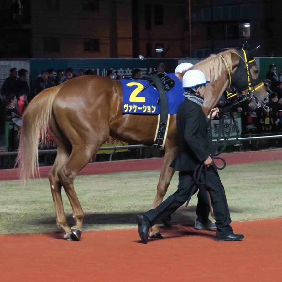 津田麻莉奈さんのインスタグラム写真 - (津田麻莉奈Instagram)「第70回全日本2歳優駿🏇✨ ゴール前アイオライトをアタマ差とらえて勝ったのは 生え抜きの川崎所属馬、ヴァケーションでした‼️ 関係者の皆様おめでとうございます☺️🎉✨ ⁑ 馬と相談して…としつつも、高月調教師からは 「ケンタッキーへ行きたい」という言葉も…！ ますます今後の夢が広がる勝利でした🏇 ⁑ それにしても鞍上の吉原寛人騎手の計ったような差し切り勝ち、見事でした。 今年は南部杯に続いてJpnIを2勝。 先週はクレイジーアクセルでクイーン賞も勝って、 まさに無双状態な新婚吉原騎手です👏😘💍✨ ⁑ ⁑ #今日は #とある取材で #開門前の13時から川崎に #8時間も川崎競馬で過ごしてもうた #1レースから馬券買ってもうた #ひとつも当たらへんかった #交流重賞の吉原寛人騎手は絶対買わなあかんやつ #今日はちょっと逆らってしまった　 #すみませんでした  #しかし#なんぼほど勝つねん #勝ちすぎやでほんま　 #おめでとうございます #祝勝会せないかん　 #roadtokentucky  #ケンタッキーダービー #全日本2歳優駿 #川崎#川崎競馬 #スパーキングナイター　 #地方競馬#競馬 #ヴァケーション #津田カメラ　 #まりなる#津田麻莉奈」12月18日 22時54分 - tsudamarinal