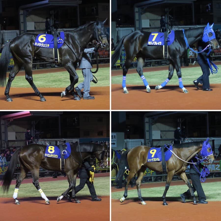 津田麻莉奈さんのインスタグラム写真 - (津田麻莉奈Instagram)「第70回全日本2歳優駿🏇✨ ゴール前アイオライトをアタマ差とらえて勝ったのは 生え抜きの川崎所属馬、ヴァケーションでした‼️ 関係者の皆様おめでとうございます☺️🎉✨ ⁑ 馬と相談して…としつつも、高月調教師からは 「ケンタッキーへ行きたい」という言葉も…！ ますます今後の夢が広がる勝利でした🏇 ⁑ それにしても鞍上の吉原寛人騎手の計ったような差し切り勝ち、見事でした。 今年は南部杯に続いてJpnIを2勝。 先週はクレイジーアクセルでクイーン賞も勝って、 まさに無双状態な新婚吉原騎手です👏😘💍✨ ⁑ ⁑ #今日は #とある取材で #開門前の13時から川崎に #8時間も川崎競馬で過ごしてもうた #1レースから馬券買ってもうた #ひとつも当たらへんかった #交流重賞の吉原寛人騎手は絶対買わなあかんやつ #今日はちょっと逆らってしまった　 #すみませんでした  #しかし#なんぼほど勝つねん #勝ちすぎやでほんま　 #おめでとうございます #祝勝会せないかん　 #roadtokentucky  #ケンタッキーダービー #全日本2歳優駿 #川崎#川崎競馬 #スパーキングナイター　 #地方競馬#競馬 #ヴァケーション #津田カメラ　 #まりなる#津田麻莉奈」12月18日 22時54分 - tsudamarinal