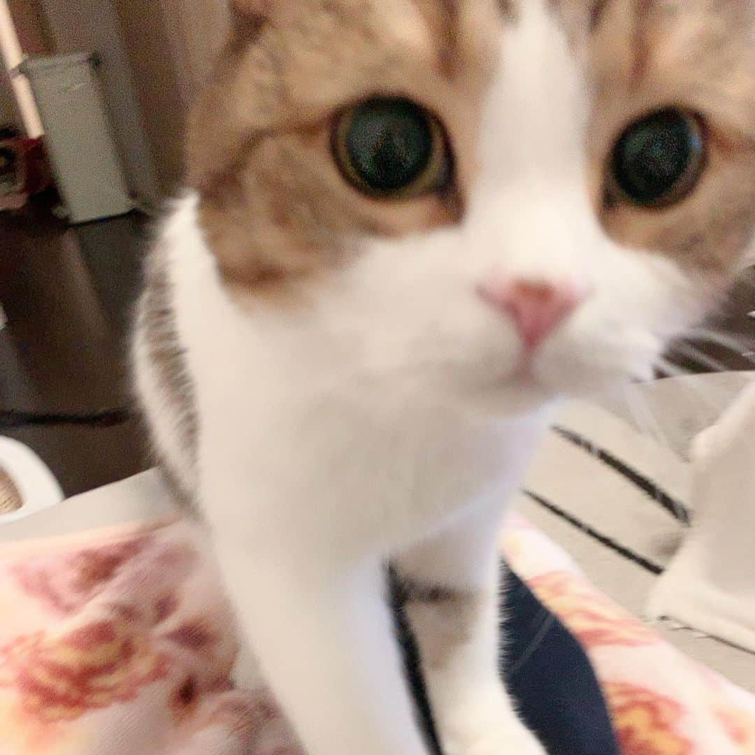 miuさんのインスタグラム写真 - (miuInstagram)「みうさん私の足に登ってきて可愛すぎる🥰❤️ 💓 #cat #ミックス猫 #スコッティッシュフォールド #チンチラ #にゃ #猫 #かわいい #ペコねこ部 #みう  #甘えん坊 #ねこ #猫好きさんと繋がりたい #にゃんすたぐらむ #にゃんだふるらいふ #ねこすたぐらむ #picneko #ピクネコ #猫のいる生活」12月18日 23時07分 - miugram0126