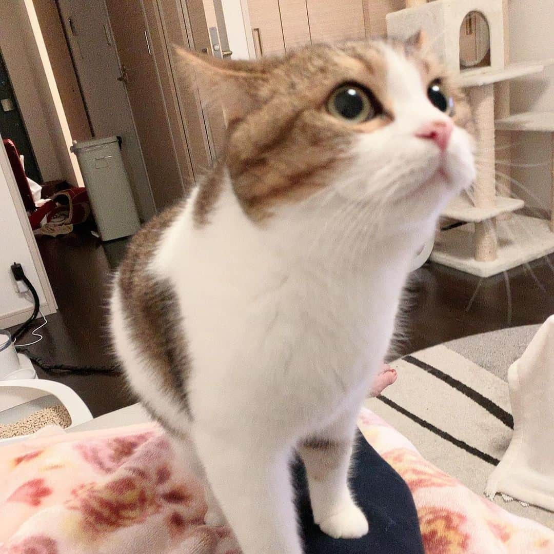 miuさんのインスタグラム写真 - (miuInstagram)「みうさん私の足に登ってきて可愛すぎる🥰❤️ 💓 #cat #ミックス猫 #スコッティッシュフォールド #チンチラ #にゃ #猫 #かわいい #ペコねこ部 #みう  #甘えん坊 #ねこ #猫好きさんと繋がりたい #にゃんすたぐらむ #にゃんだふるらいふ #ねこすたぐらむ #picneko #ピクネコ #猫のいる生活」12月18日 23時07分 - miugram0126