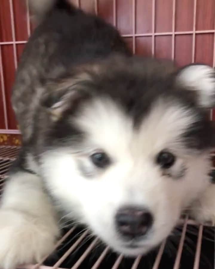 husky and malamuteのインスタグラム：「He stubbornly stayed in his den, and many friends wanted to play with him outside.What should I do...🤔🤔🤔 follow @alaskandaily （Twitter：alaskandaily）for more cute pic and video.😜 ……………………………………………………………… Each video was approved by the original author. But  don't have a Instagram account. We are first one post those video. So watermark credit @alaskandaily ……………………………………………………………… #alaskan#malamute#alaskanmalamute#alaskanhusky#malamutesofinstagram#puppylife#puppylove#puppydog#puppylover#dogdays#malamutepuppy#huskies#huskeypuppy#huskeiesreq#siberian#huskeiesofig#dogslife#dogsofnyc#cutedog#cutedogs#huskeypics#huskeylovers#huskygram#huskeylove#huskiesofinstagram#dogsofnyc#husky#狗」